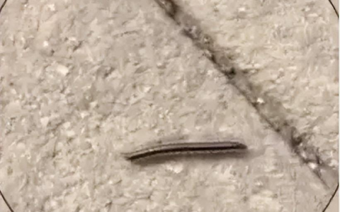 成都市区千足虫满街乱爬，引市民恐慌，为何虫子突然大量出现？-成都哪里有吃的