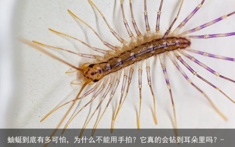 蚰蜒到底有多可怕，为什么不能用手拍？它真的会钻到耳朵里吗？-蚰蜒可以当宠物养吗