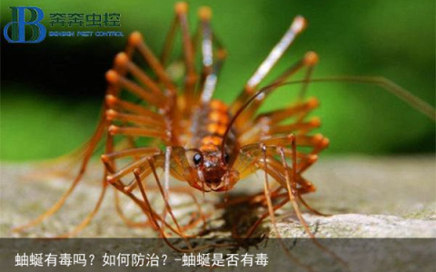 蚰蜒有毒吗？如何防治？-蚰蜒是否有毒