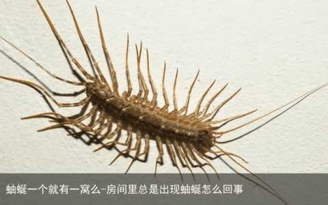 蚰蜒一个就有一窝么-房间里总是出现蚰蜒怎么回事