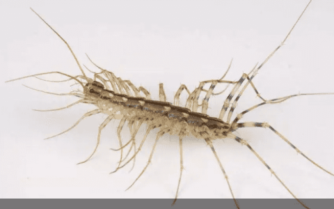 蚰蜒为什么不能打死-蚰蜒会钻进耳朵吗