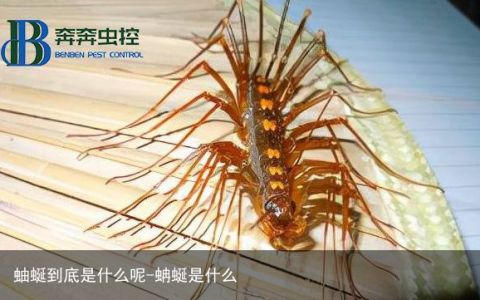 蚰蜒到底是什么呢-蚺蜒是什么