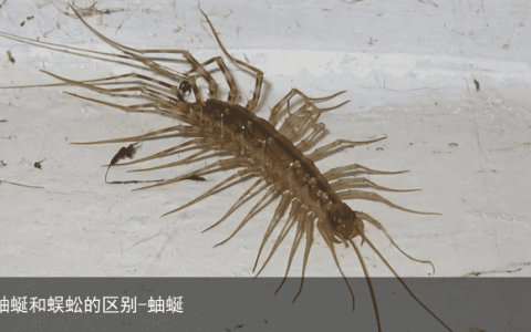 蚰蜒和蜈蚣的区别-蚰蜒