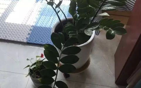 非常之好养系列虎皮兰钱串子《平凡之路》藏了3位星二代，个个都大有来头，陈小艺儿子最低调-虎皮兰的花语和象征