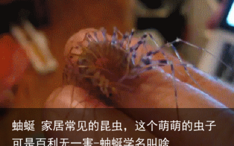 蚰蜒 家居常见的昆虫，这个萌萌的虫子可是百利无一害-蚰蜒学名叫啥