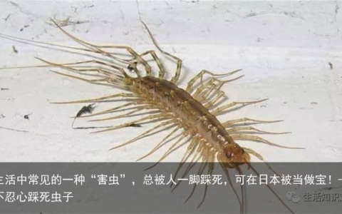 生活中常见的一种“害虫”，总被人一脚踩死，可在日本被当做宝！-不忍心踩死虫子