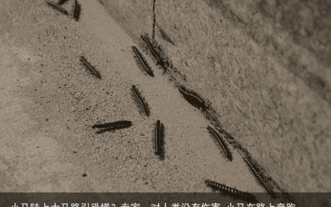 小马陆上大马路引恐慌？专家：对人类没有伤害-小马在路上奔跑