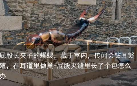 屁股长夹子的蠼螋，藏于室内，传闻会钻耳繁殖，在耳道里做巢-屁股夹缝里长了个包怎么办