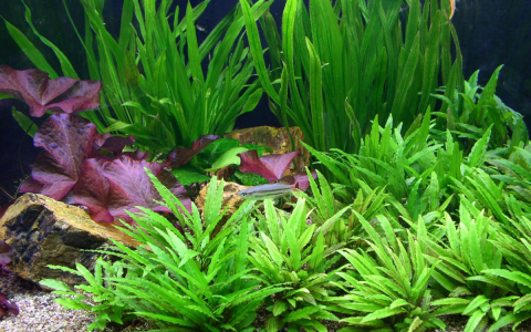 认清草缸设备的真面目，什么才是草缸造景的真正内核？-草缸造景教学视频