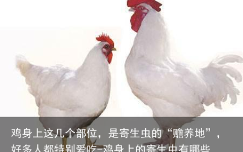 鸡身上这几个部位，是寄生虫的“赡养地”，好多人都特别爱吃-鸡身上的寄生虫有哪些