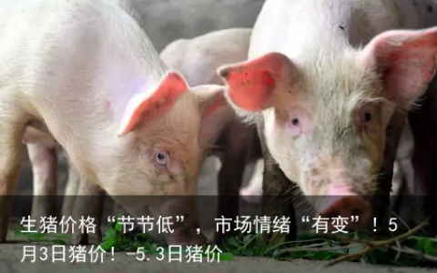 生猪价格“节节低”，市场情绪“有变”！5月3日猪价！-5.3日猪价