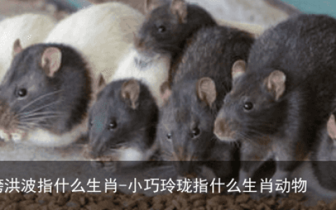 小巧玲珑跨洪波指什么生肖-小巧玲珑指什么生肖动物