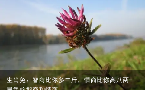 生肖兔：智商比你多二斤，情商比你高八两-属兔的智商和情商