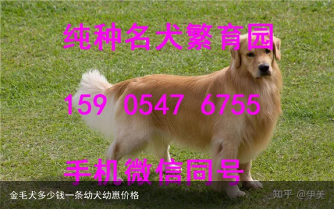 金毛犬多少钱一条幼犬幼崽价格