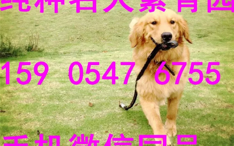 金毛犬多少钱一只幼崽