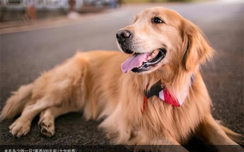 金毛多少钱一只?家养500元起(十分好养)