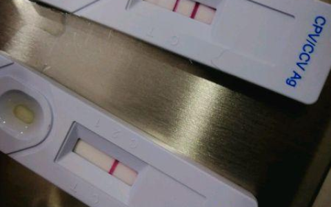 去狗市，900元买下这只刚满两月的小金毛，我们的噩梦就开始了