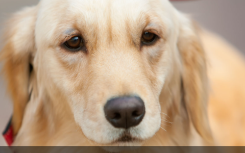 金毛小狗多少钱，看清楚千万别买贵了