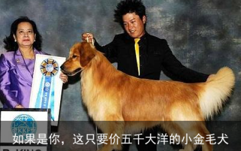 如果是你，这只要价五千大洋的小金毛犬，你会买吗？
