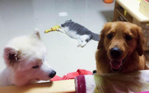 去狗市，2200元买下只金毛，喂养一年后，我们的噩梦就开始了