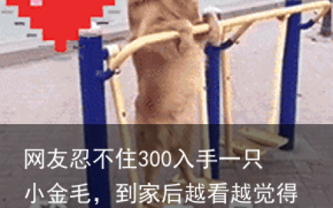 网友忍不住300入手一只小金毛，到家后越看越觉得不对劲