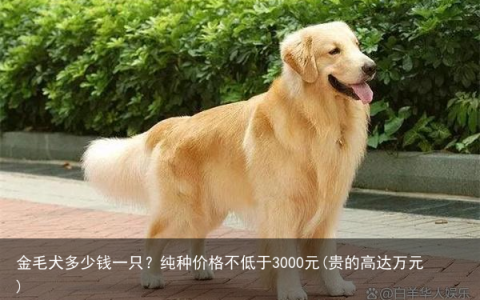金毛犬多少钱一只？纯种价格不低于3000元(贵的高达万元)