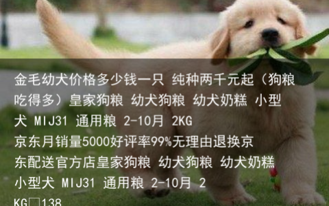 金毛幼犬价格多少钱一只 纯种两千元起