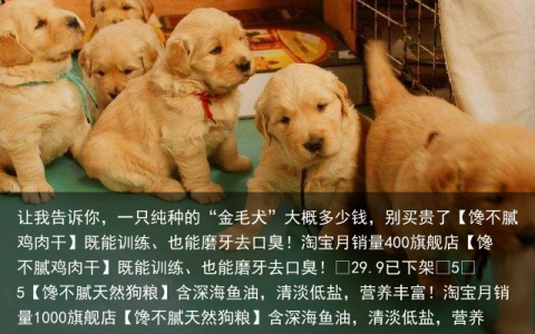 让我告诉你，一只纯种的“金毛犬”大概多少钱，别买贵了