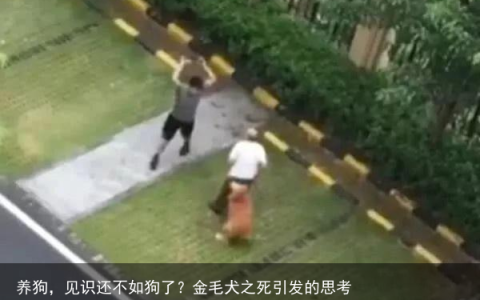 养狗，见识还不如狗了？金毛犬之死引发的思考