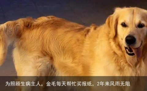 为照顾生病主人，金毛每天帮忙买报纸，2年来风雨无阻