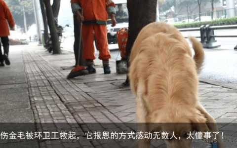 受伤金毛被环卫工救起，它报恩的方式感动无数人，太懂事了！