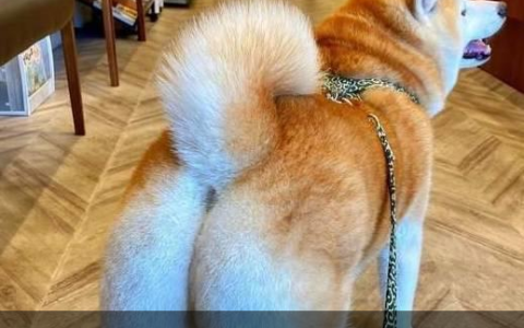 为什么说1000块钱买不到纯种柴犬？