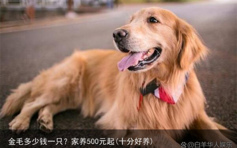 金毛多少钱一只？家养500元起(十分好养)