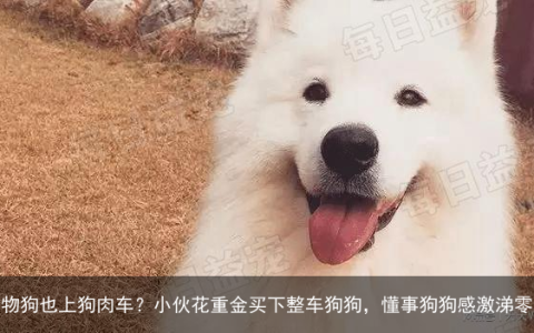 宠物狗也上狗肉车？小伙花重金买下整车狗狗，懂事狗狗感激涕零