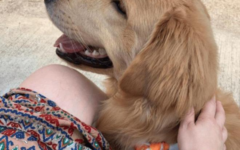 养狗的人注意啦！“狗毛竟然可以卖钱”，女子发现狗毛商机