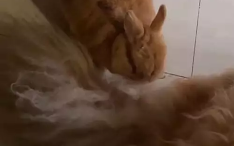 兔子生崽前要用毛做窝，结果不拔自己的拔金毛的：心眼还挺多的