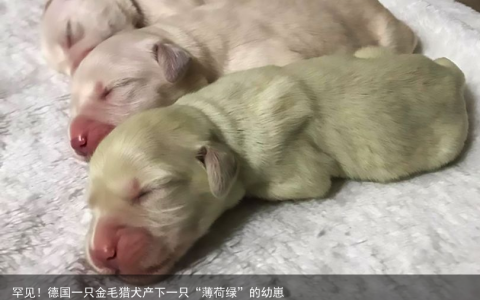 罕见！德国一只金毛猎犬产下一只“薄荷绿”的幼崽
