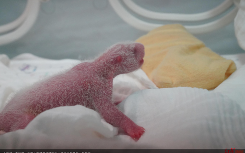 太萌了！中秋节，中国大熊猫保护研究中心迎来今年最后一只幼崽