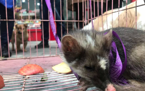 “不速之客”夜闯民宅，原来是鼬獾 专家：系一只幼崽，附近可能有窝