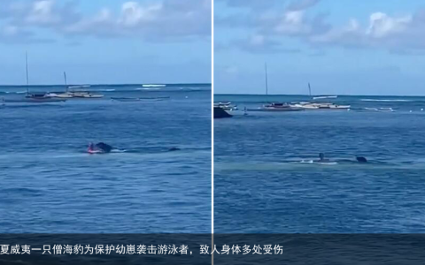 夏威夷一只僧海豹为保护幼崽袭击游泳者，致人身体多处受伤