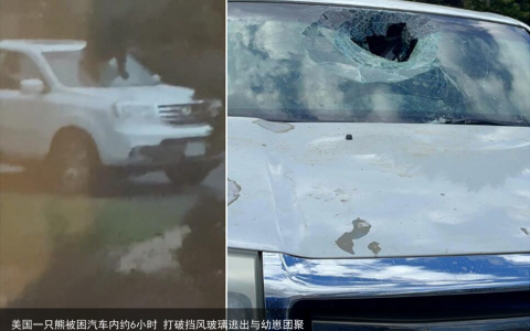 美国一只熊被困汽车内约6小时 打破挡风玻璃逃出与幼崽团聚
