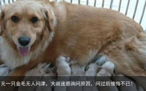 三百元一只金毛无人问津，大叔迷惑询问原因，问过后懊悔不已！