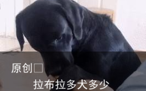 拉布拉多犬多少钱一只？