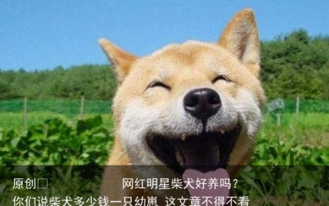网红明星柴犬好养吗？你们说柴犬多少钱一只幼崽 这文章不得不看
