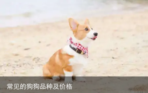 常见的狗狗品种及价格