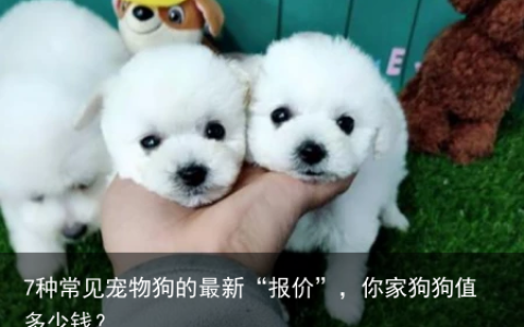 7种常见宠物狗的最新“报价”，你家狗狗值多少钱？