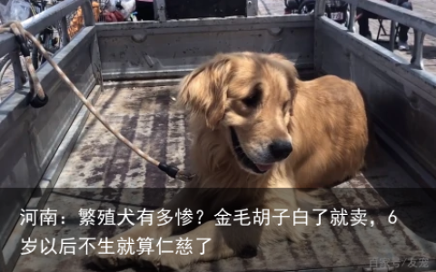 河南：繁殖犬有多惨？金毛胡子白了就卖，6岁以后不生就算仁慈了