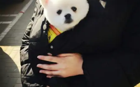 买一只“博美犬”，大概需要多少钱？