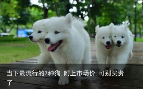 当下最流行的7种狗,附上市场价,可别买贵了