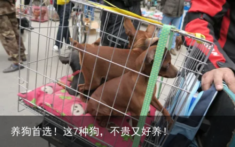 养狗首选！这7种狗，不贵又好养！